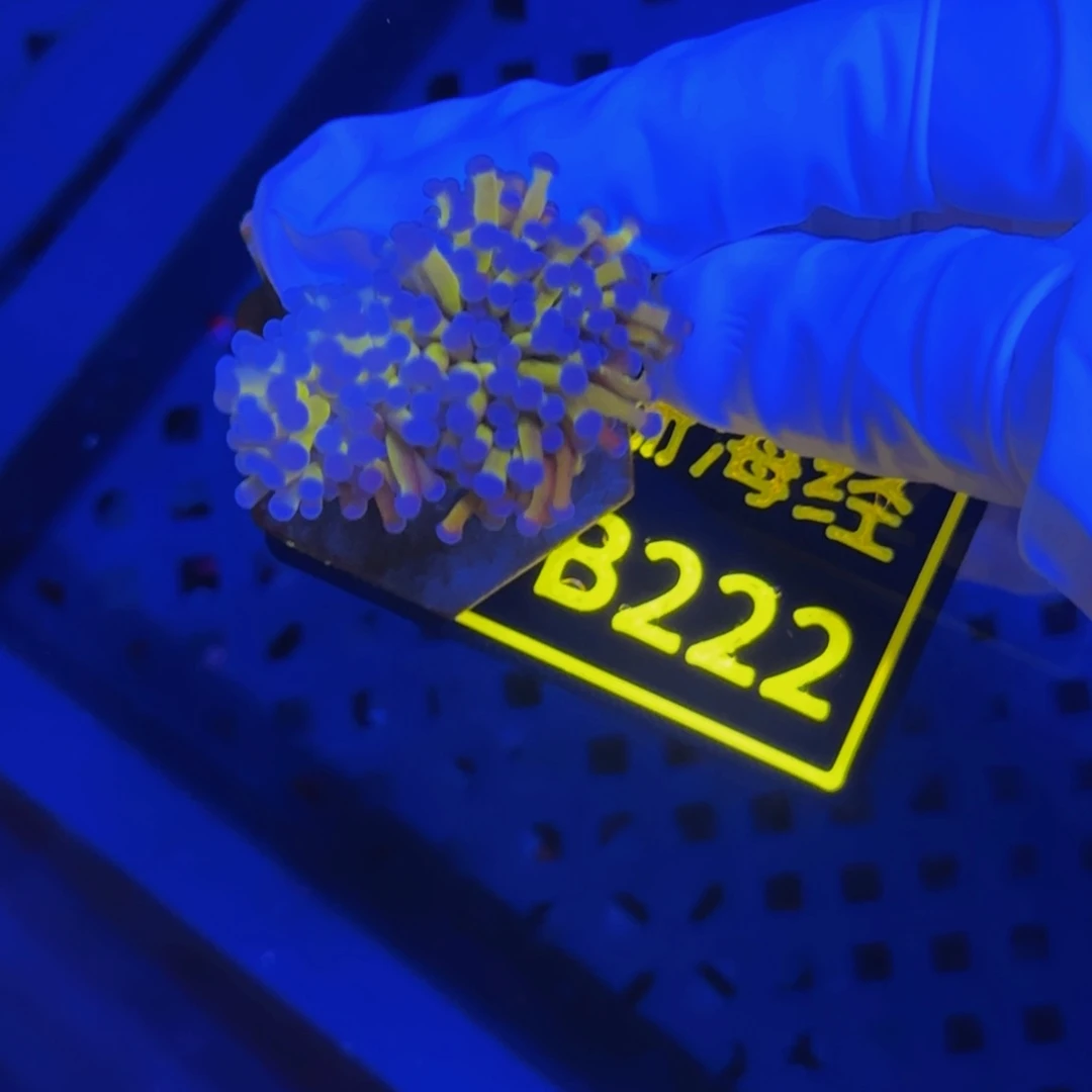 纽扣珊瑚?*c晓晓不包邮宿务金B222