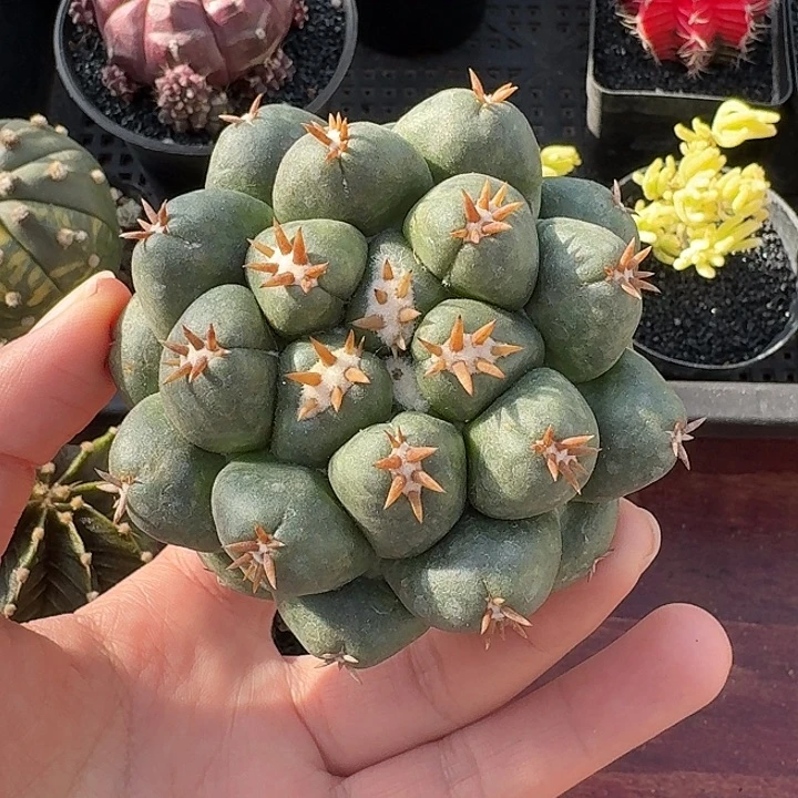 凉**…短豪刺象牙仙人球123