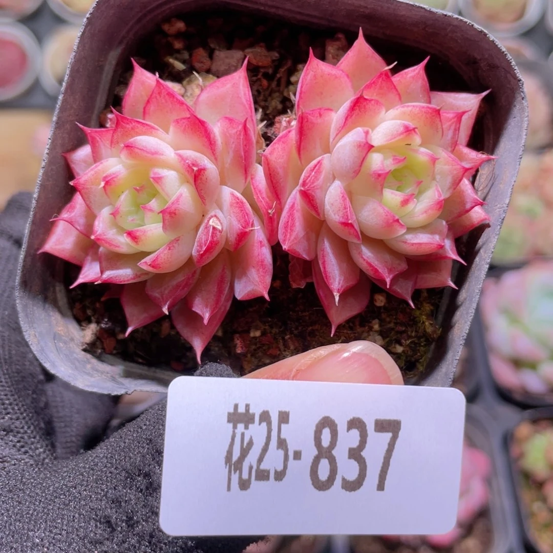 花利美25-837女王