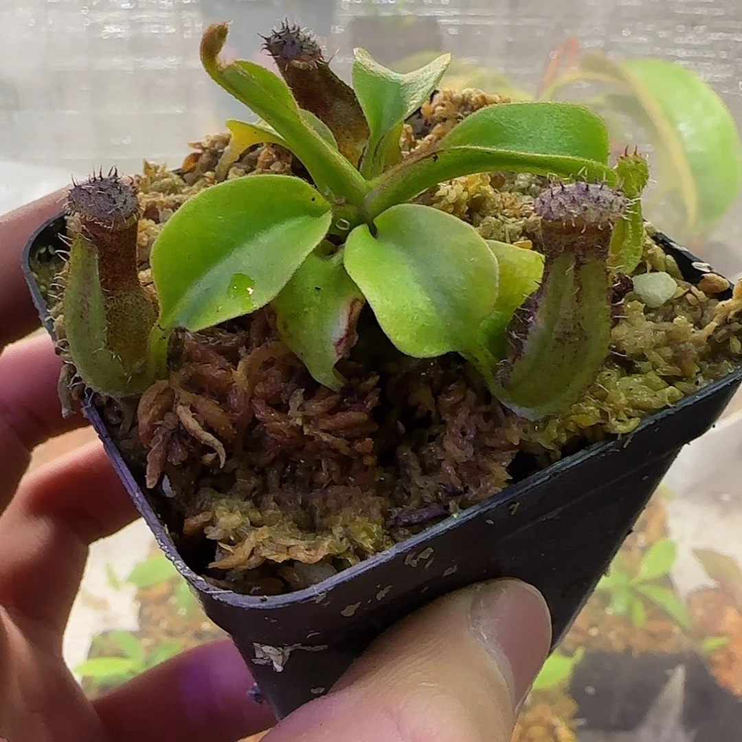无花朵专拍云雾猪笼草