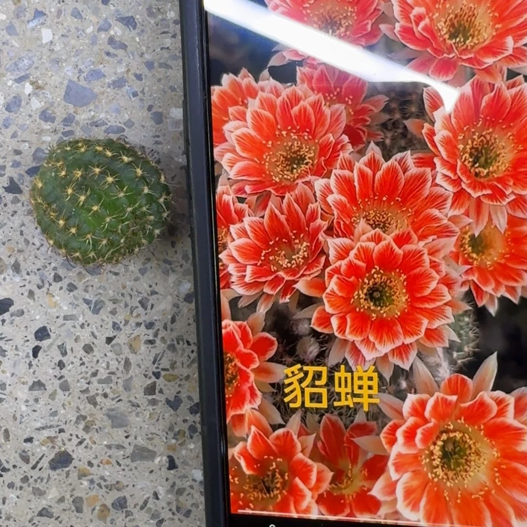 30丽花貂蝉歪2到3公分左右无根侧牙很小，20包邮