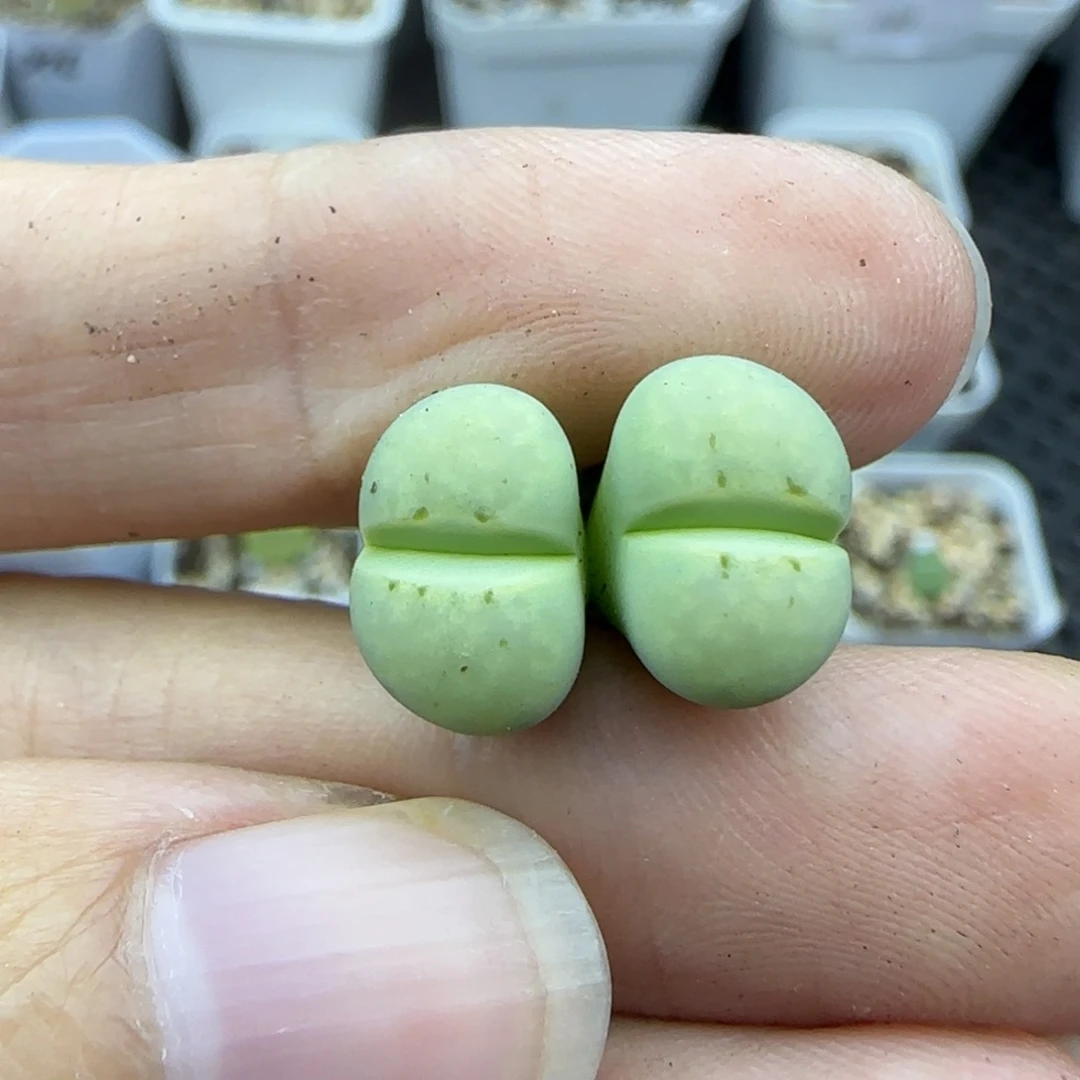 405 清框福利30包邮