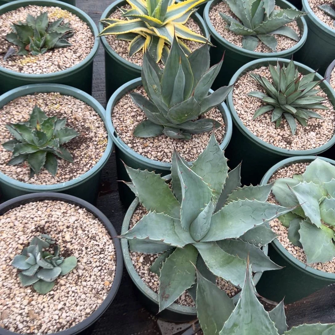 宽叶蒙塔纳龙舌兰