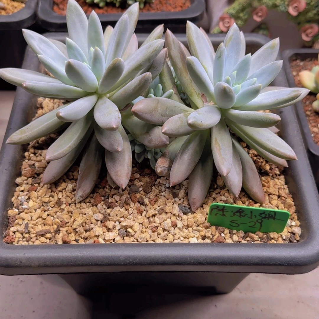 用****8哥特萝莉多肉植物 00000