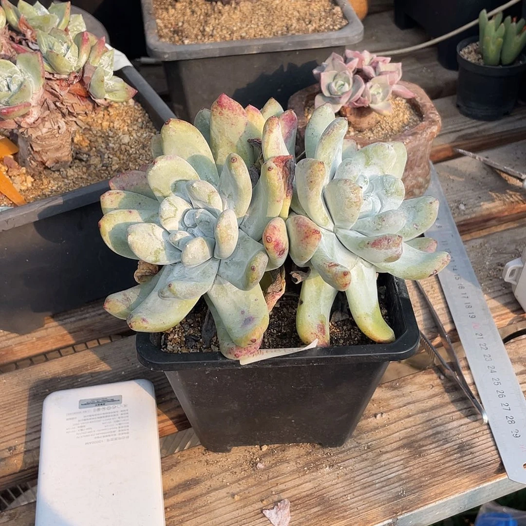 晨溪园艺仙女杯呀