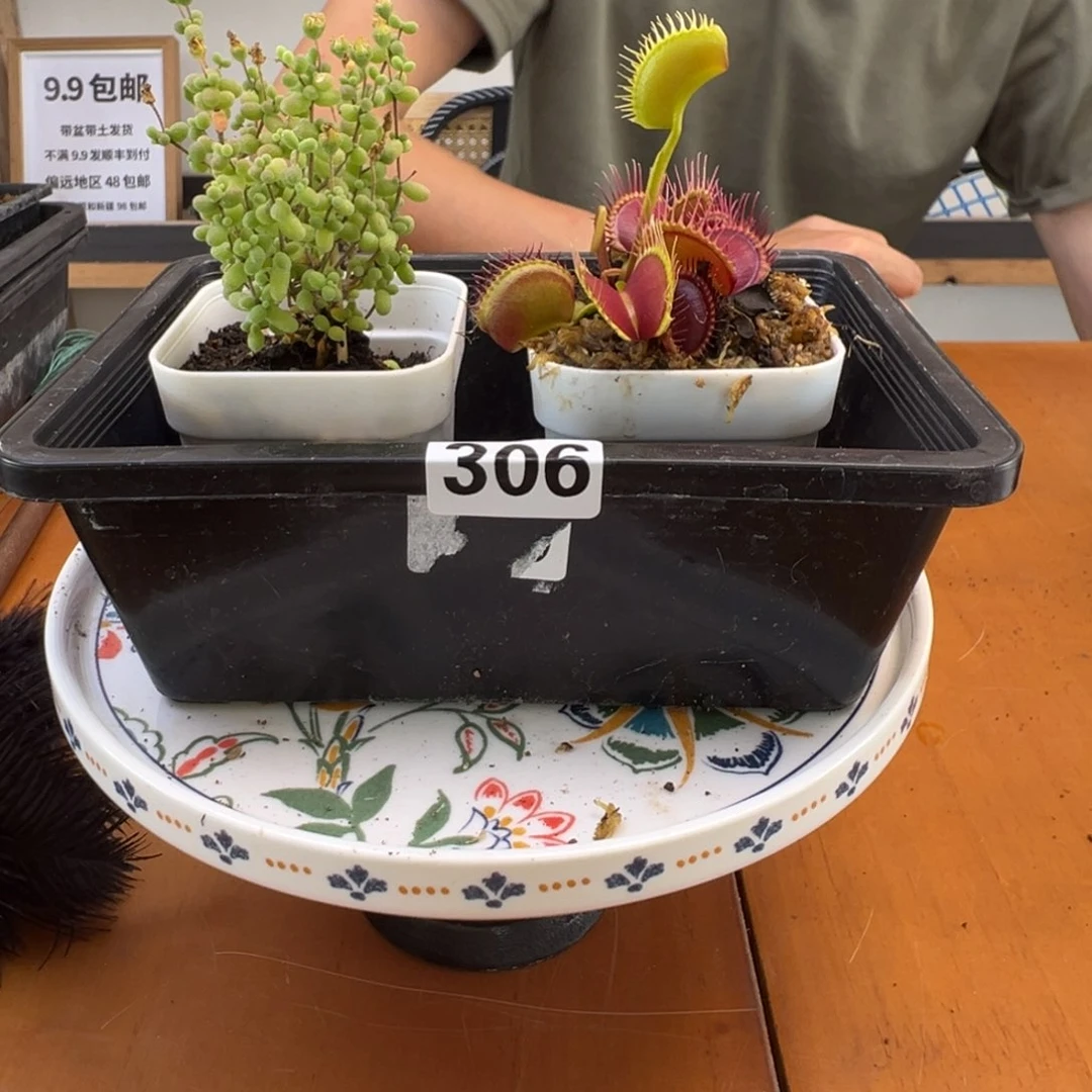 枝干番杏多肉植物306