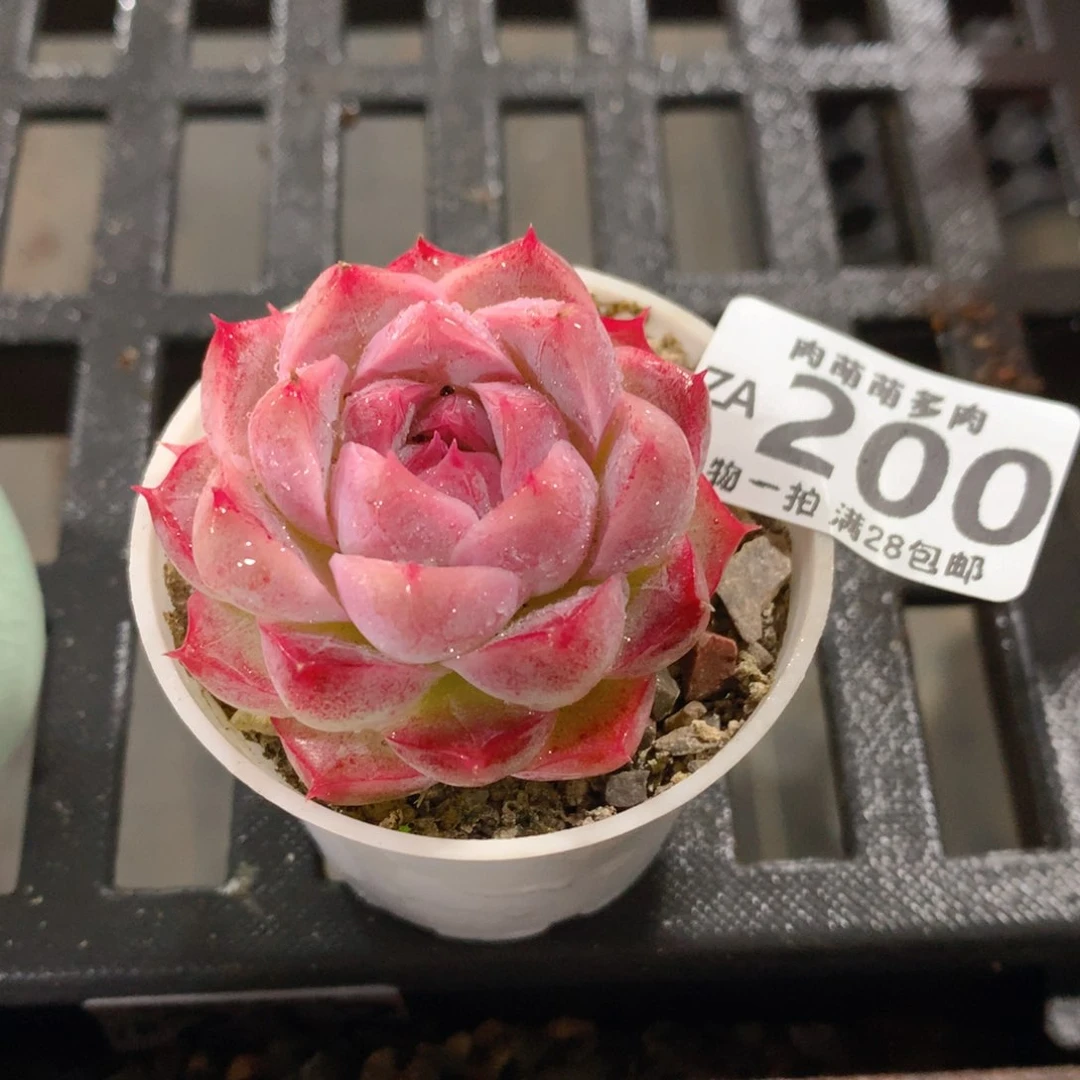 肉萌萌拇指盆精控多肉ZA200