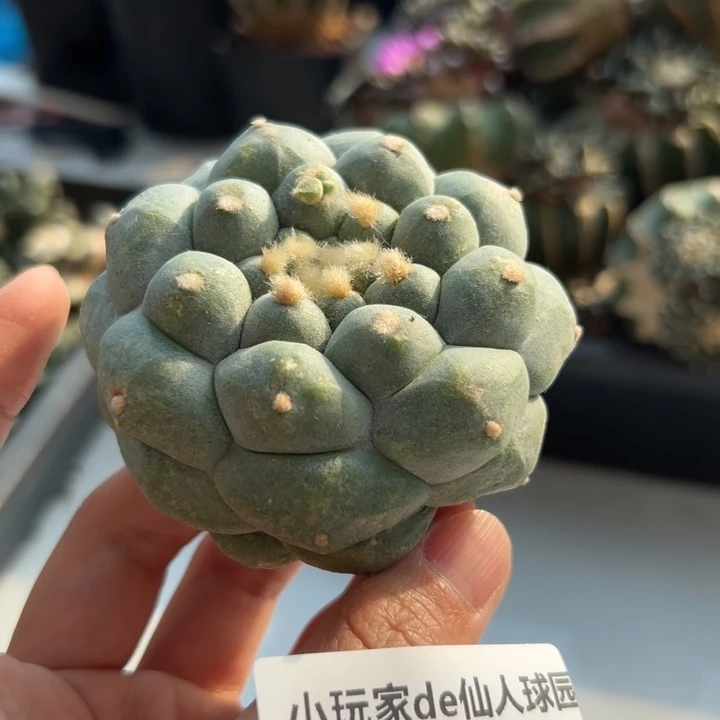 157 可帮发根可发货