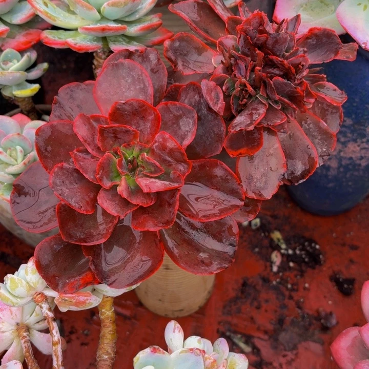 学***舞老桩精品肉肉红酒杯