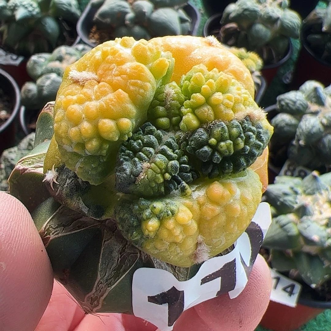 无花朵大尤龟甲牡丹锦110