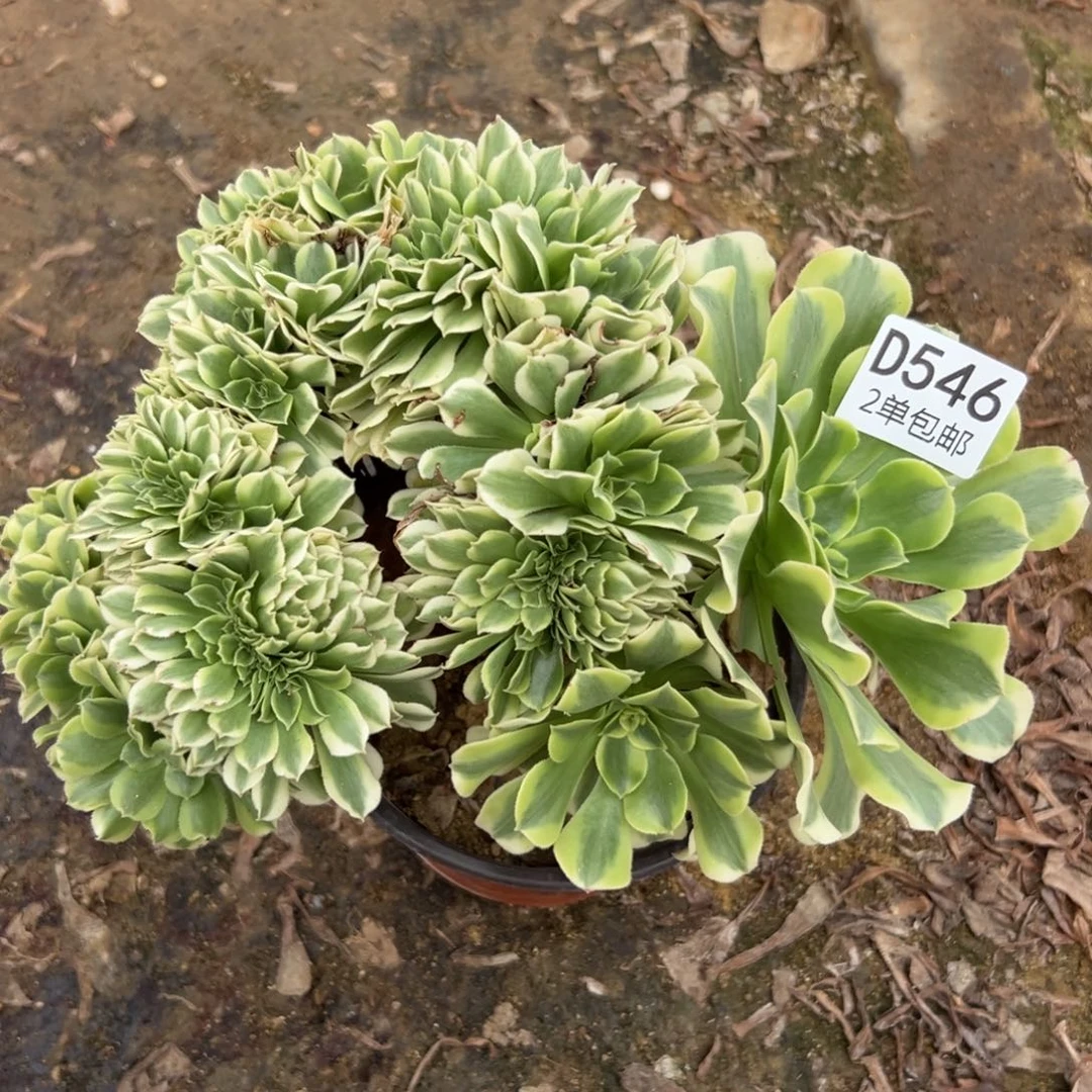 546多肉  绿豆沙缀不包断头