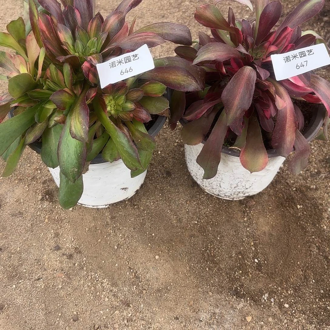 迷***茫流星雨两颗多肉646-47