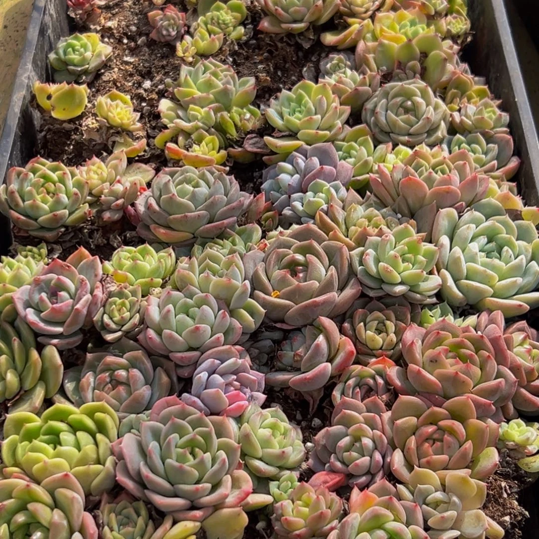 712多肉葡萄的味道是真的很