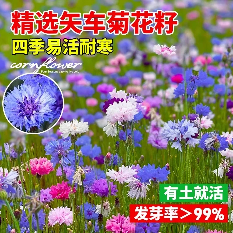 矢车菊花种子易活四季播种开花蓝芙蓉花庭院室外盆栽耐寒花种籽子