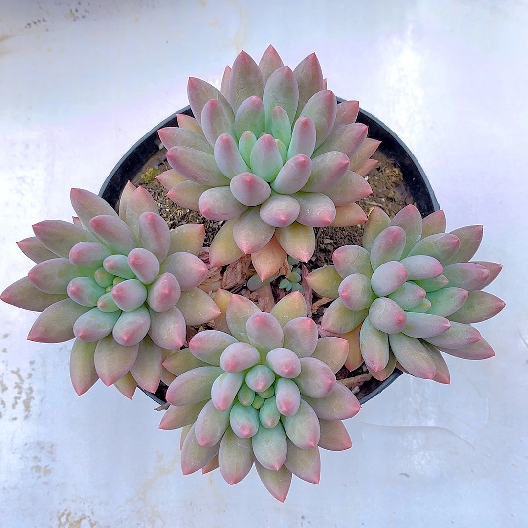 满15包邮(红蜻蜓)多肉植物 水晶球 吸甲醛 美人系 三头起