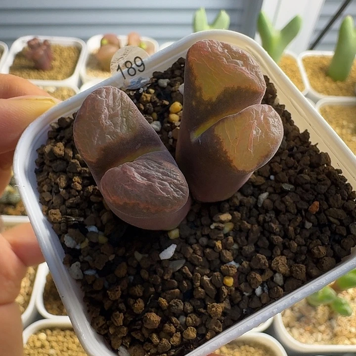 多肉.....189........