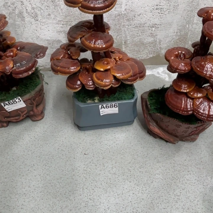 坚***念完全开放灵芝88888