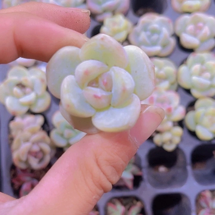 精品草莓啵啵多肉植物