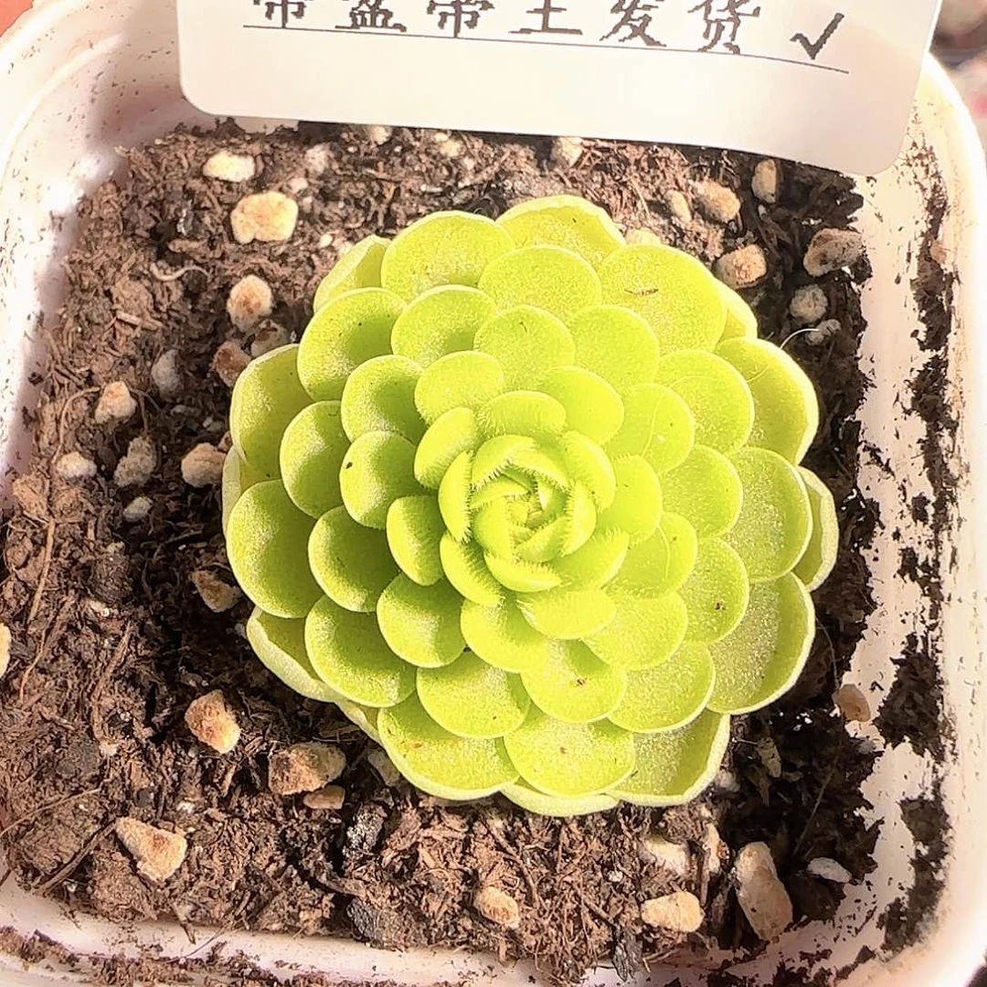 多肉1209-146捕虫堇