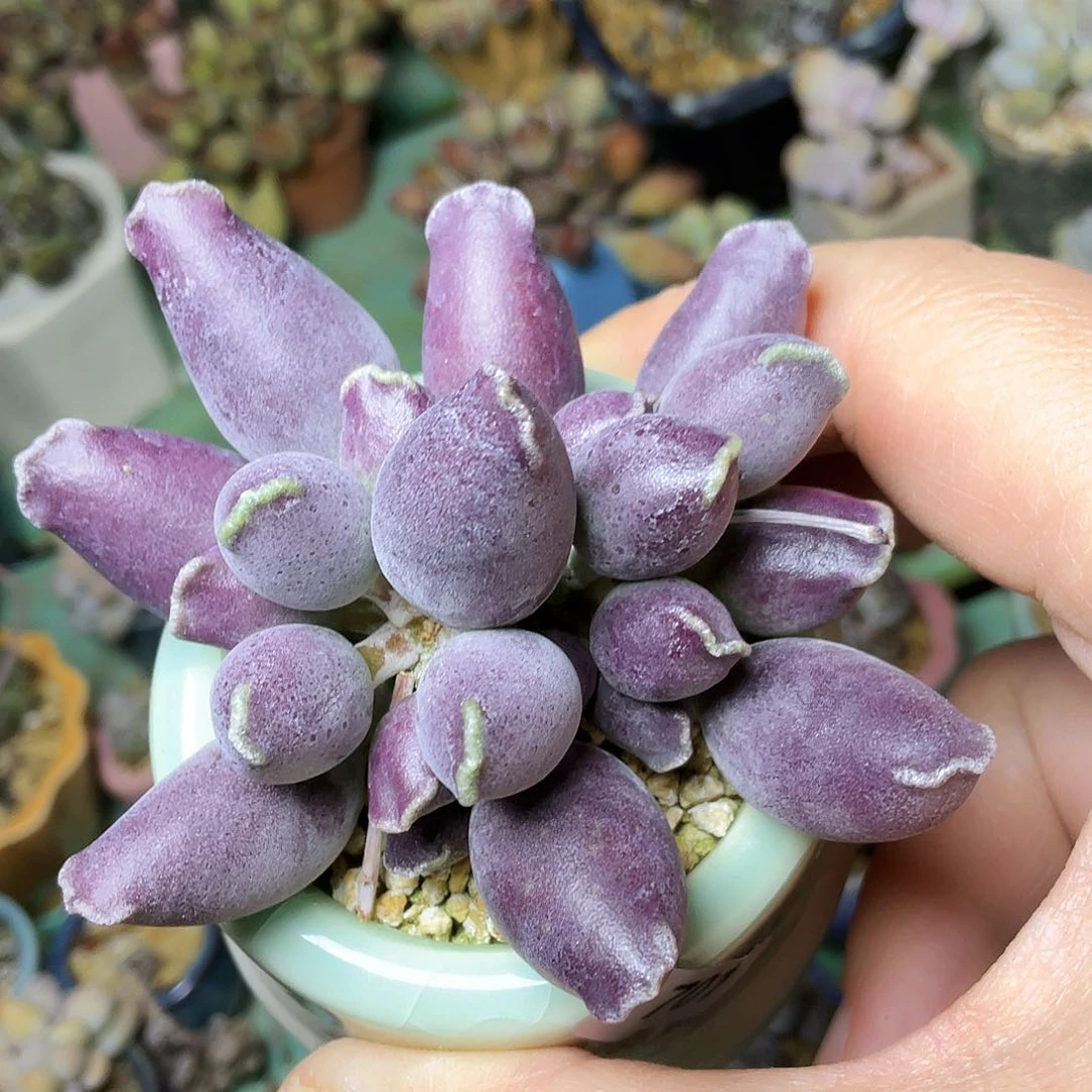 C*多肉植物的生长发育与生长发育