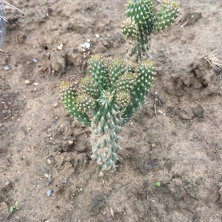 拳骨缀化一棵10米有侧芽