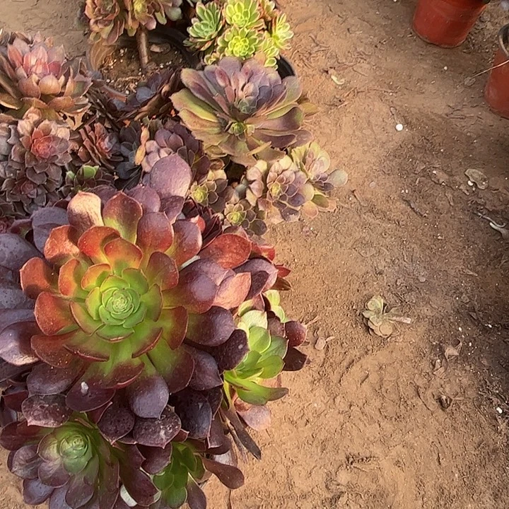 250多肉植物瑕疵特价，