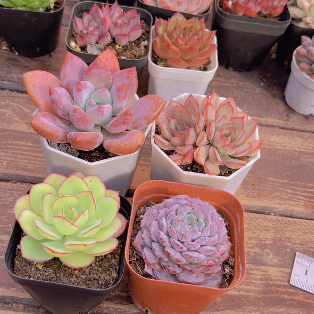 五彩缤纷333333333