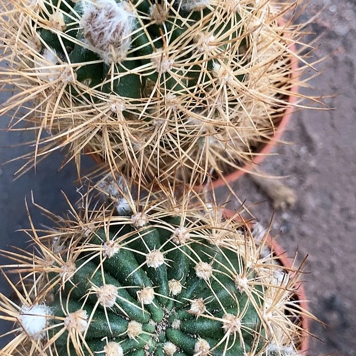 德一丽花仙人球3578888