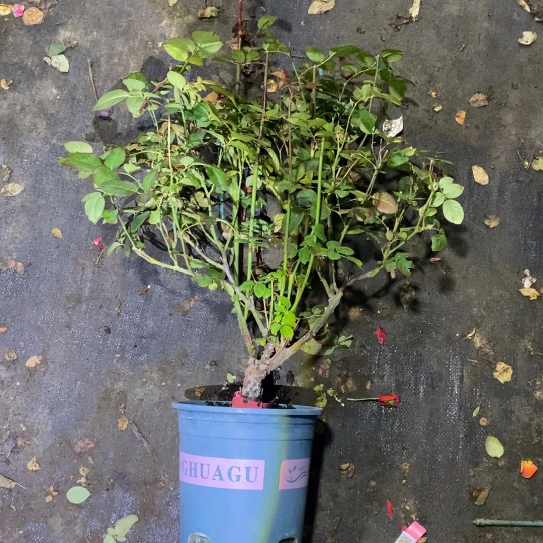 无花朵水蜜桃土球发货