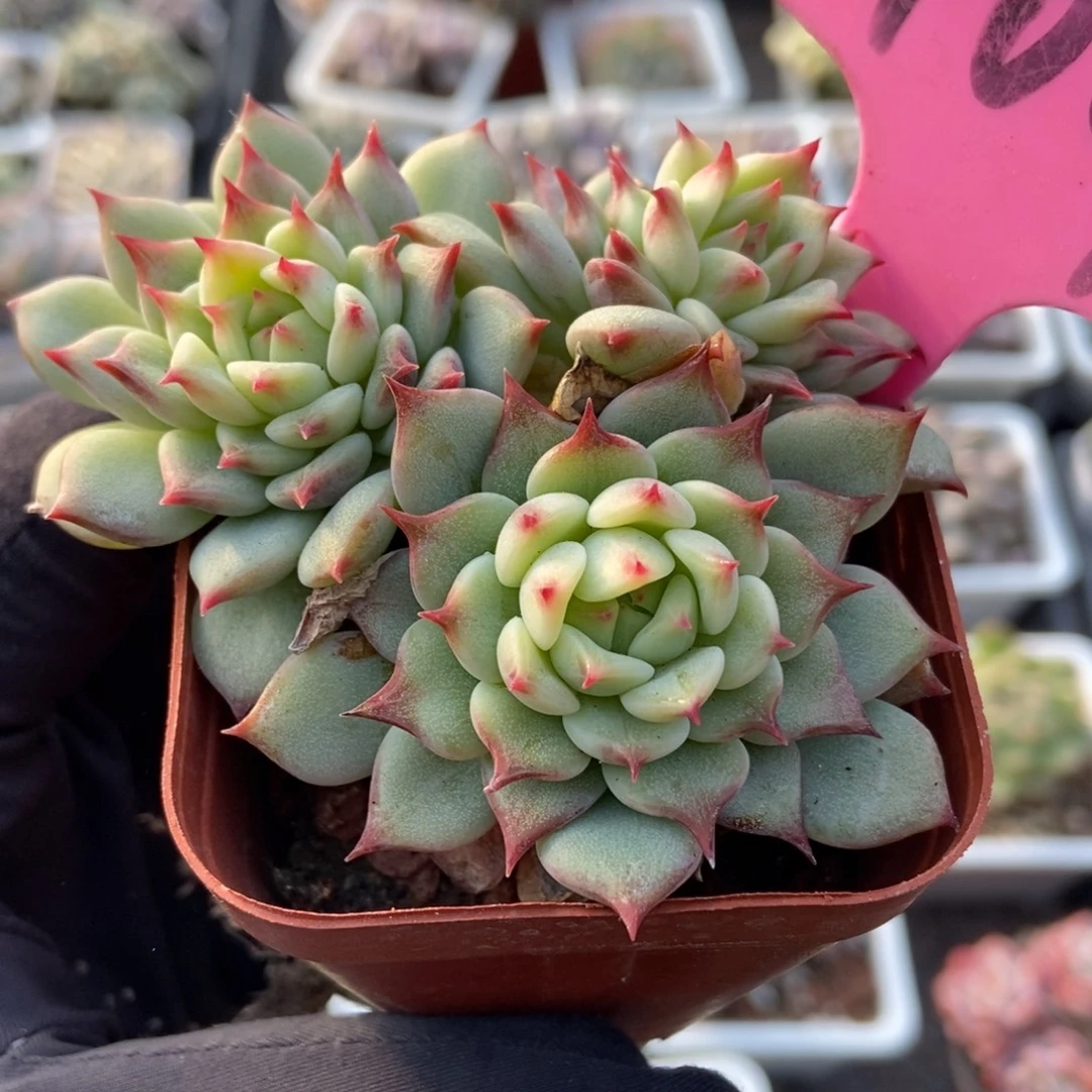 104蓝眼睛多肉植物多肉