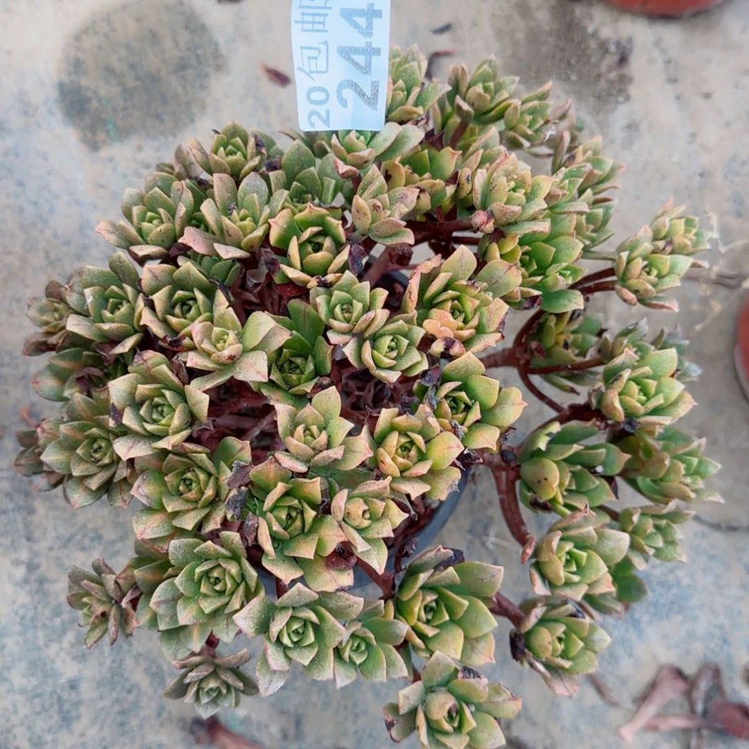 花茶阴阳244满20包邮断枝不包