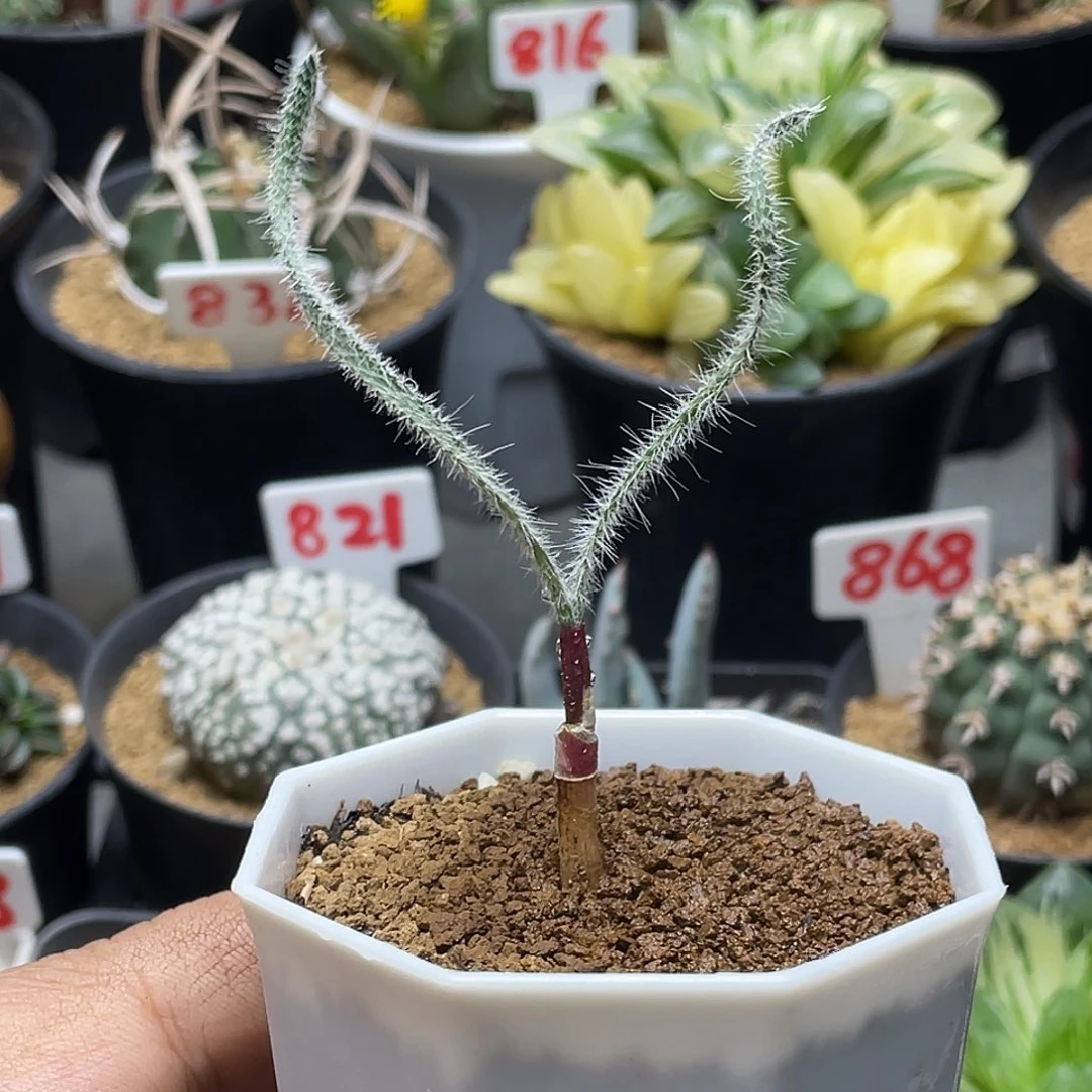 实生金刚钻弹簧草 带盆土包邮
