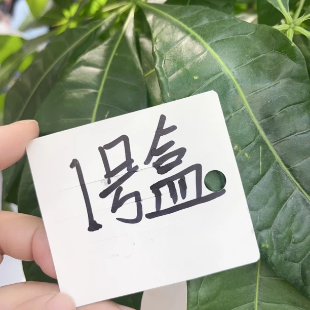 非金属亚克力耳饰 N355高货1号盒子耳饰