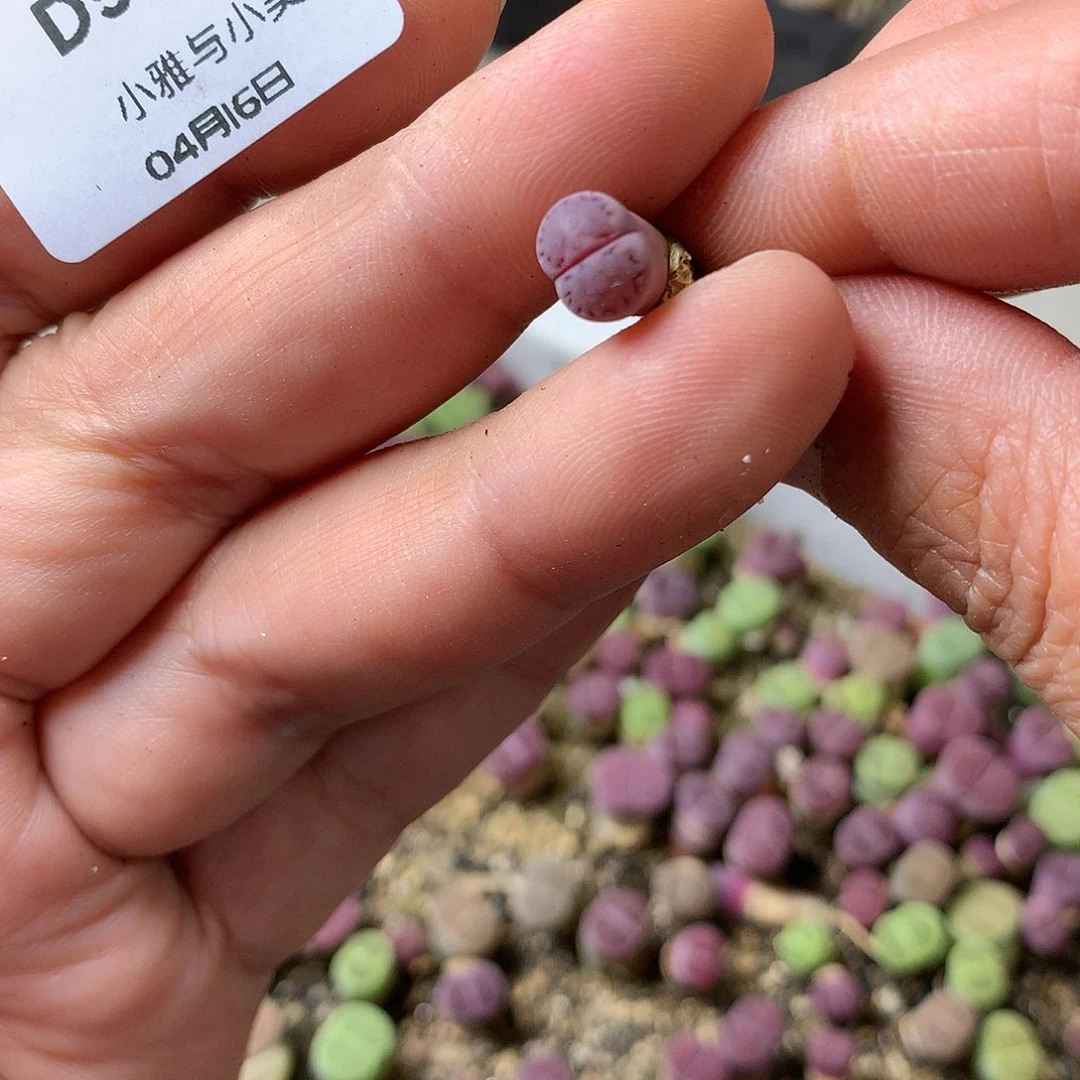 牙*D573多肉植物保护研究所