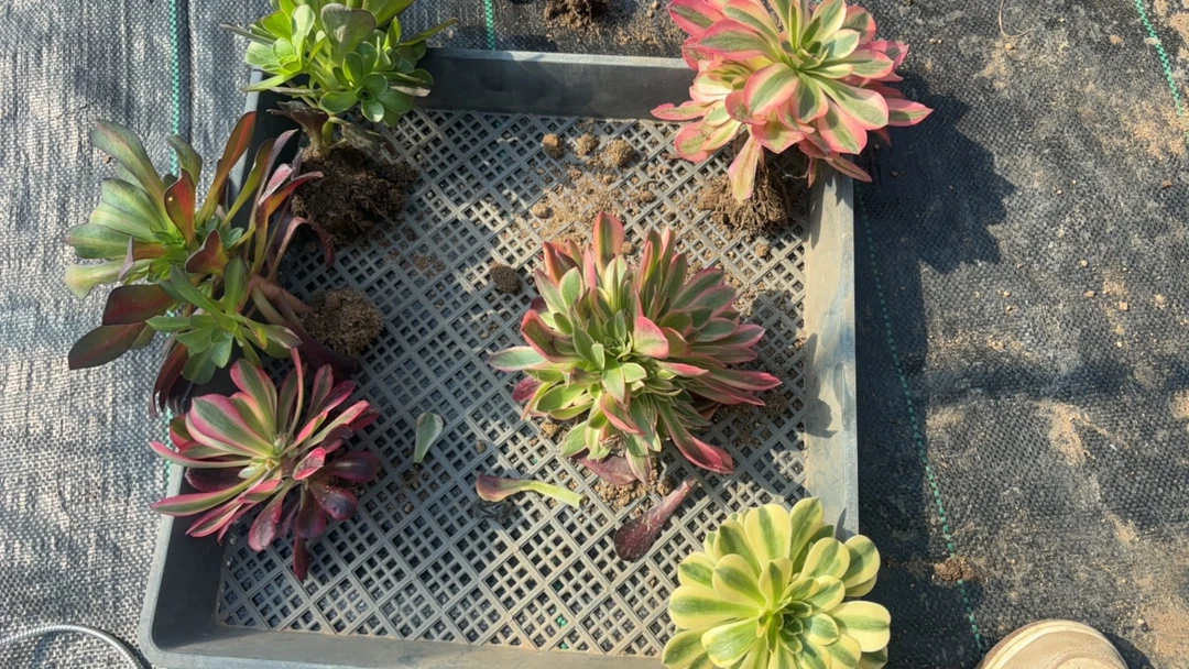 自选6颗多肉多肉植物