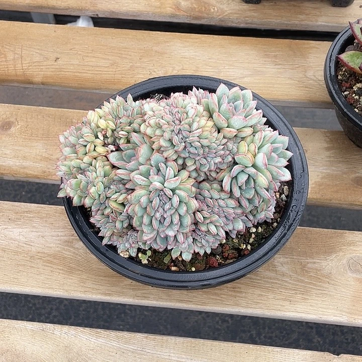 不知名缀