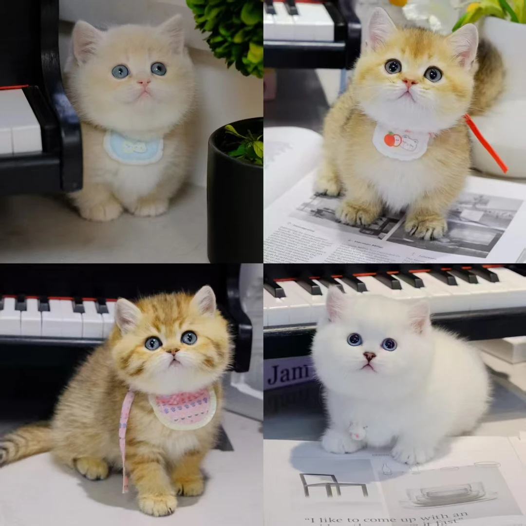 萌宠肉垫小可爱-活体猫咪全款链接