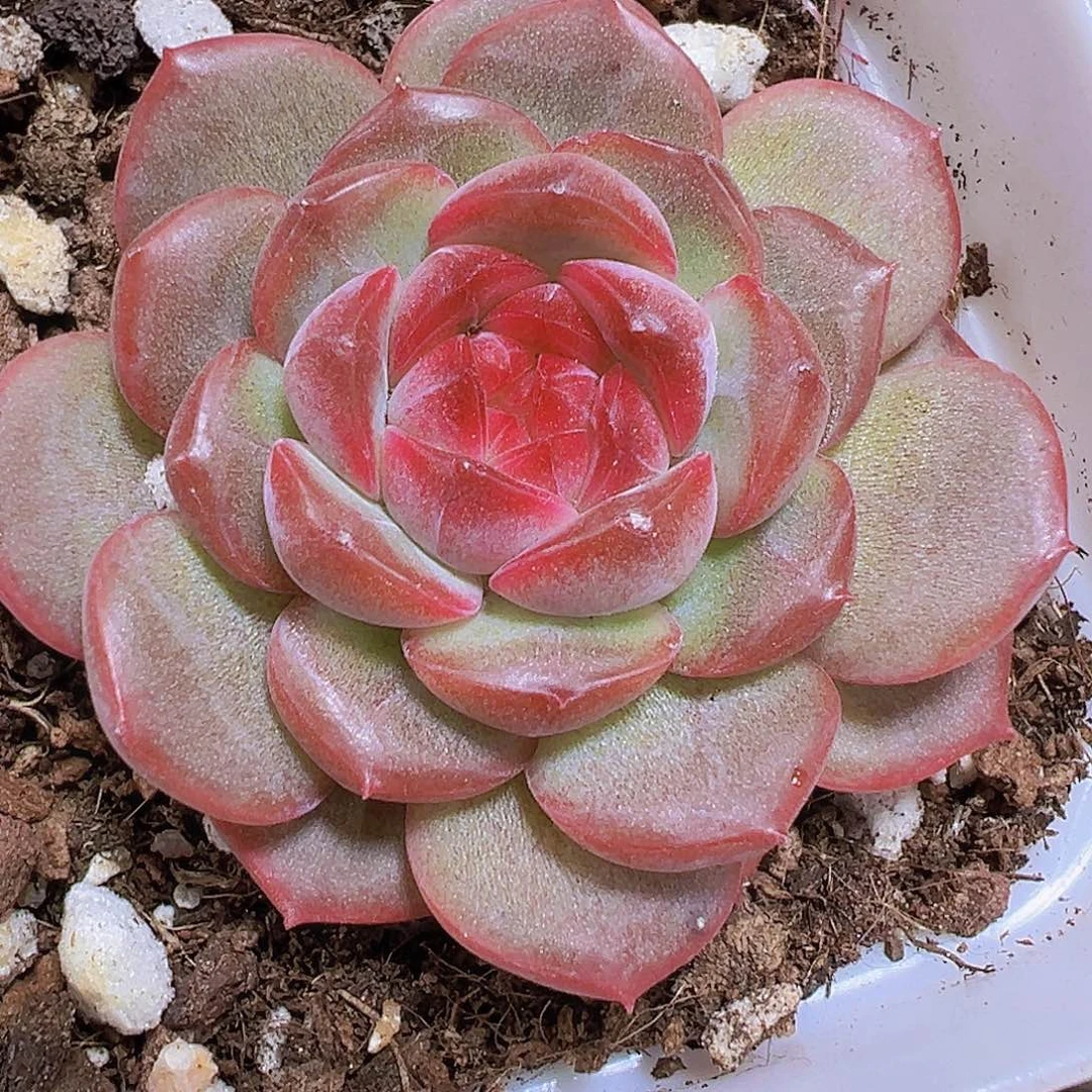 单头小精品琴心19包邮