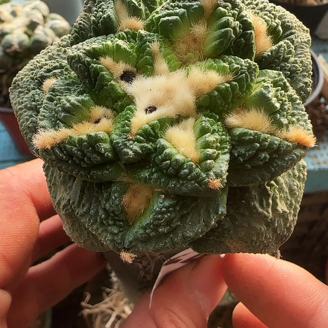 割尤龟甲228仙人球开花