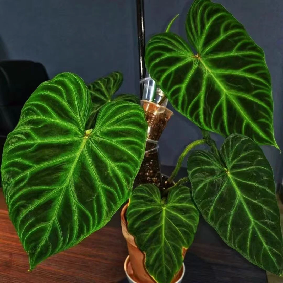 蔓绿绒合集南美荧光橙柄明脉蔓绿绒撕裂春羽水培植物热带植物盆栽