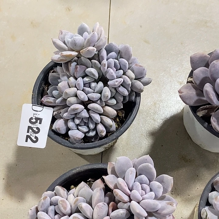 请***”822星月菩提多肉植物