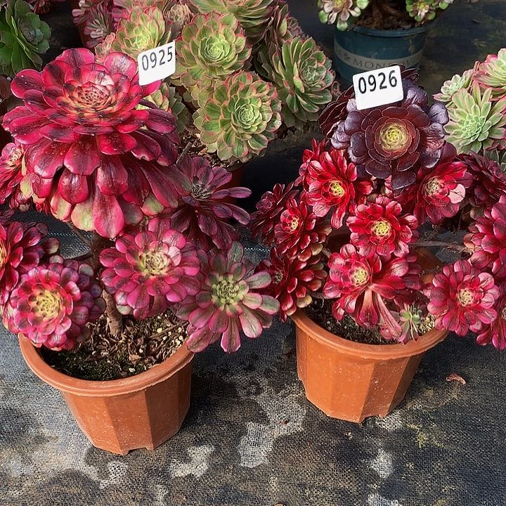 豆**爸多肉美肌925926