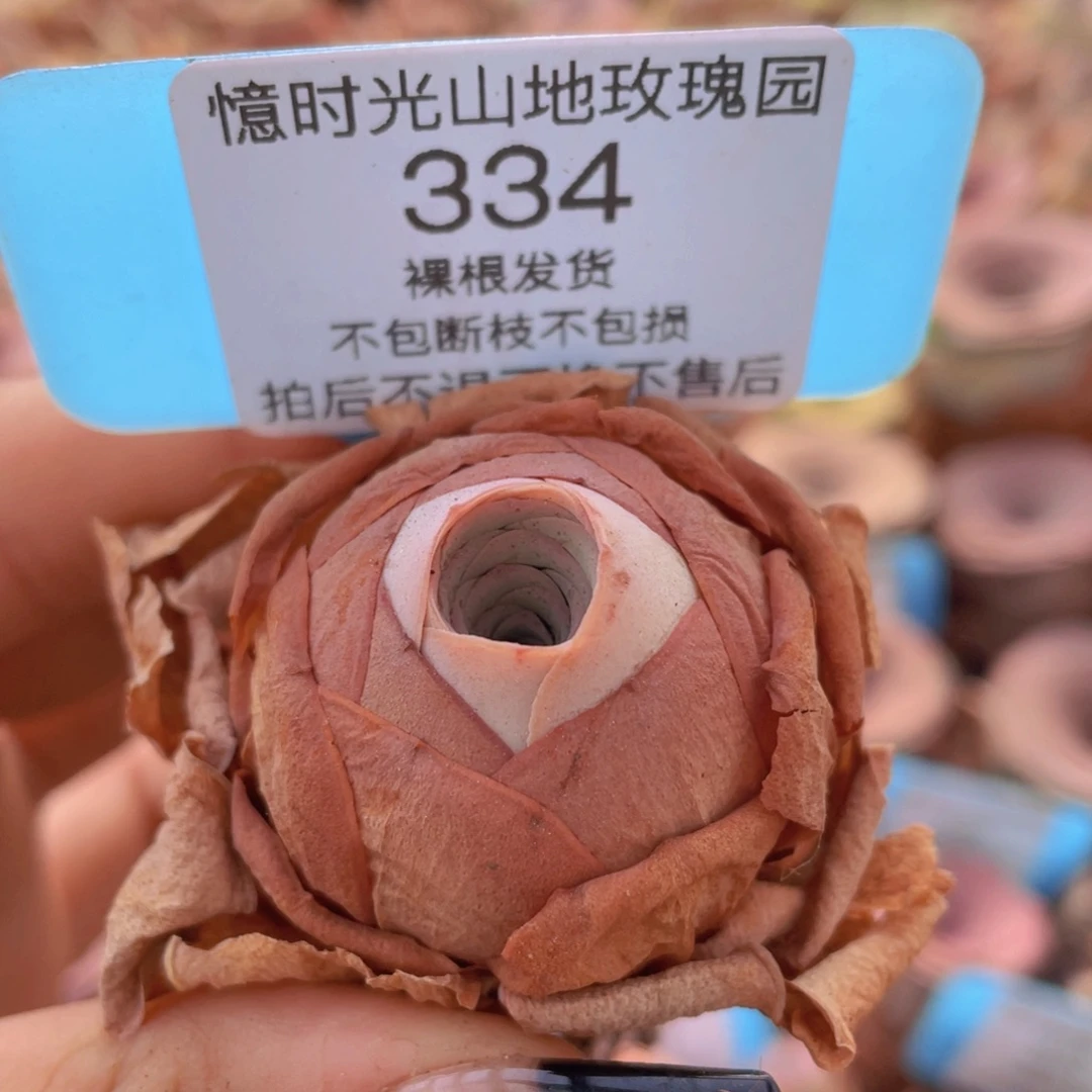 山地玫瑰  334裸根发货不售后
