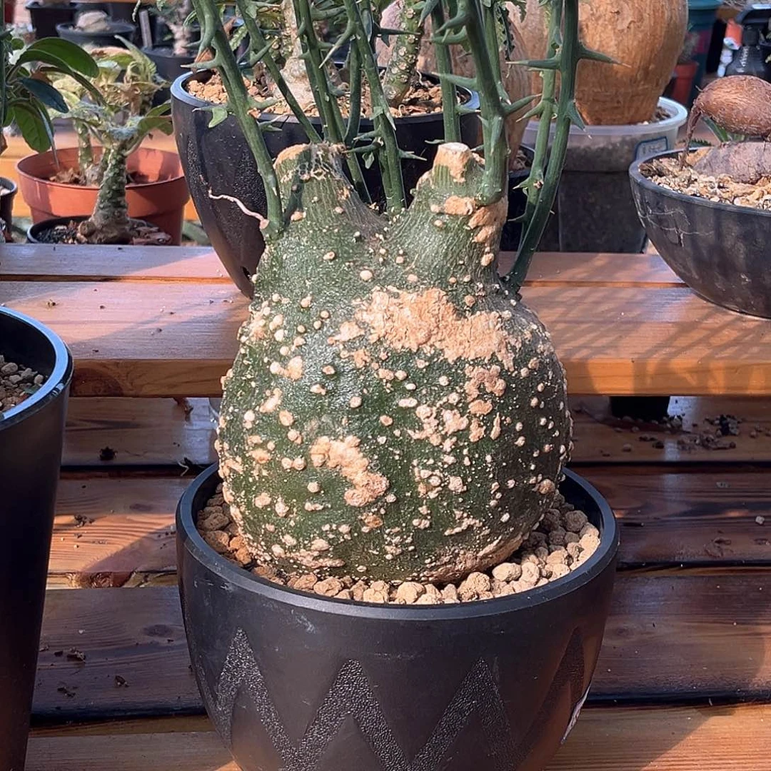 秃***突潮流植物球腺蔓，矮圆