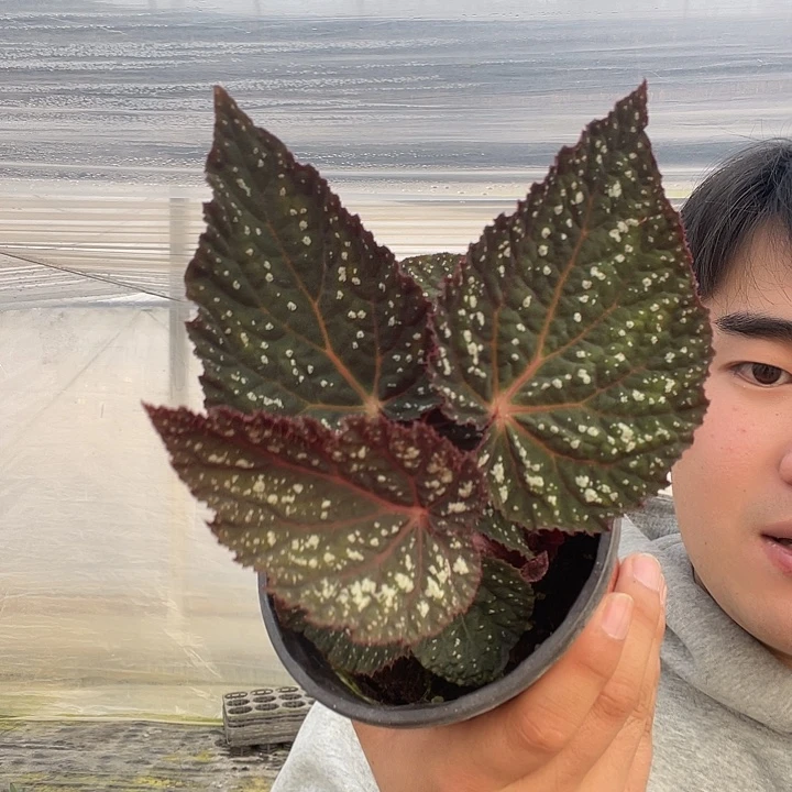 完全开放ds黑宇宙秋海棠120盆