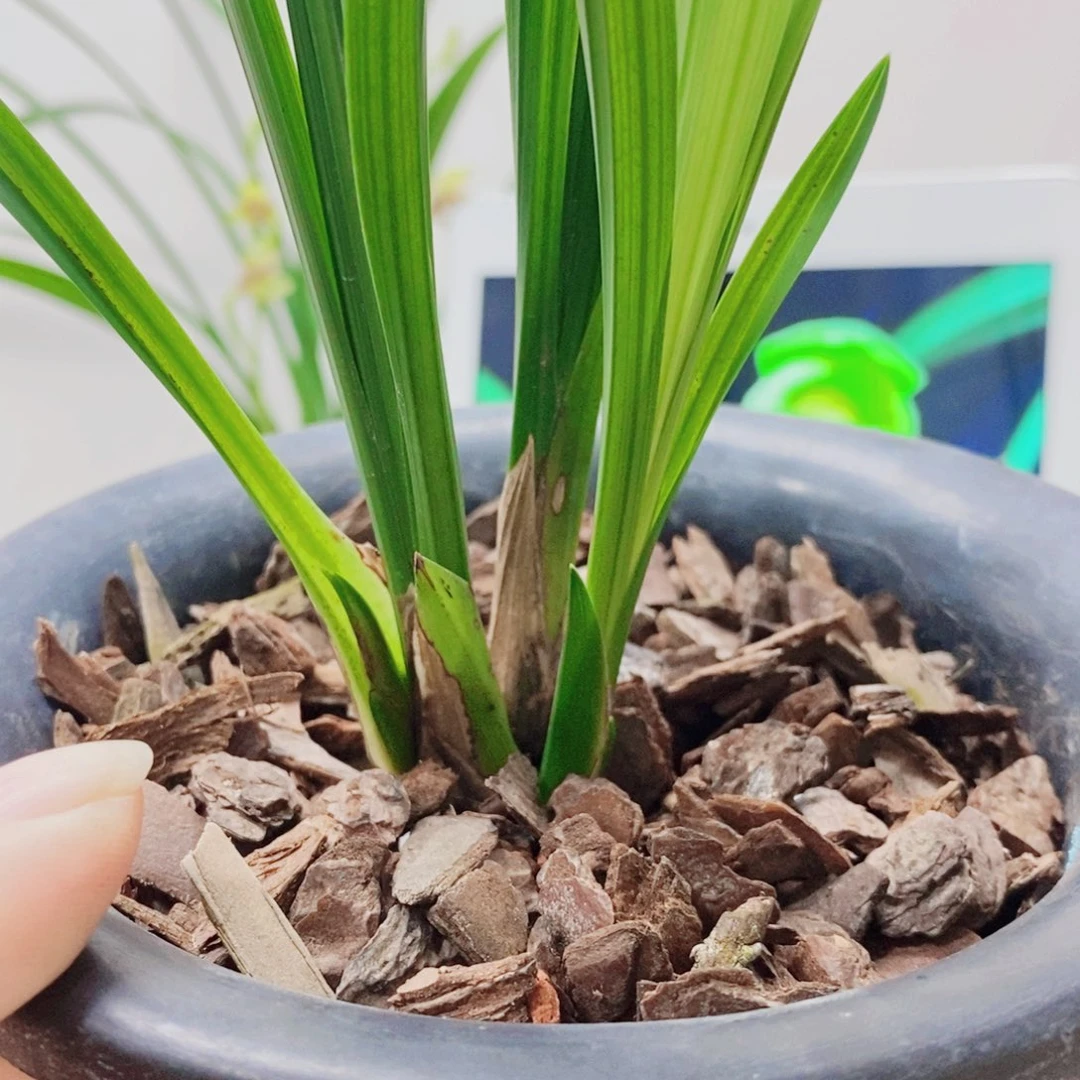 上***水当前无花栽培后可以开花