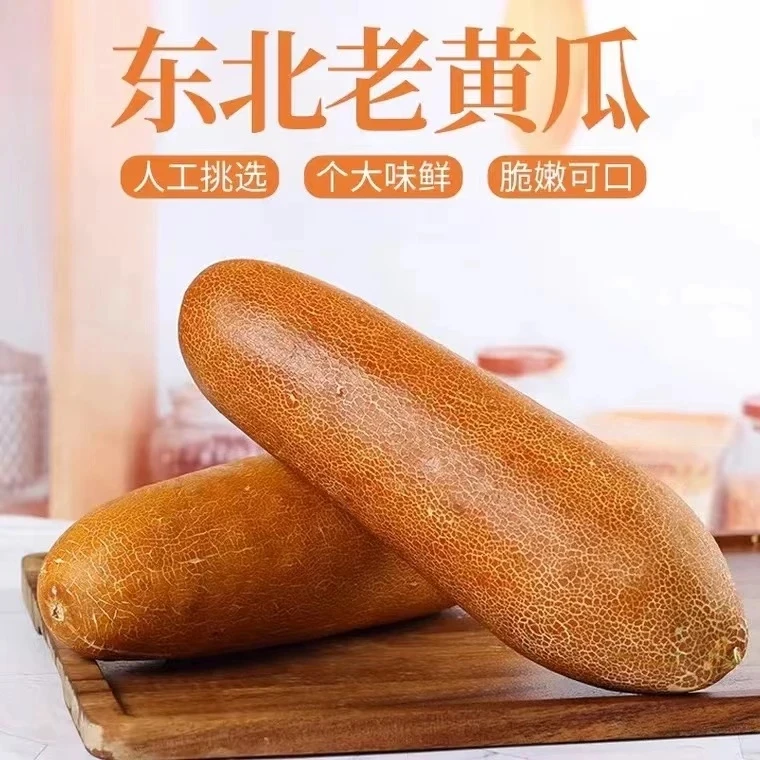 东北老黄瓜种新鲜当地特产农家蔬菜麻皮饱满老黄瓜炖汤