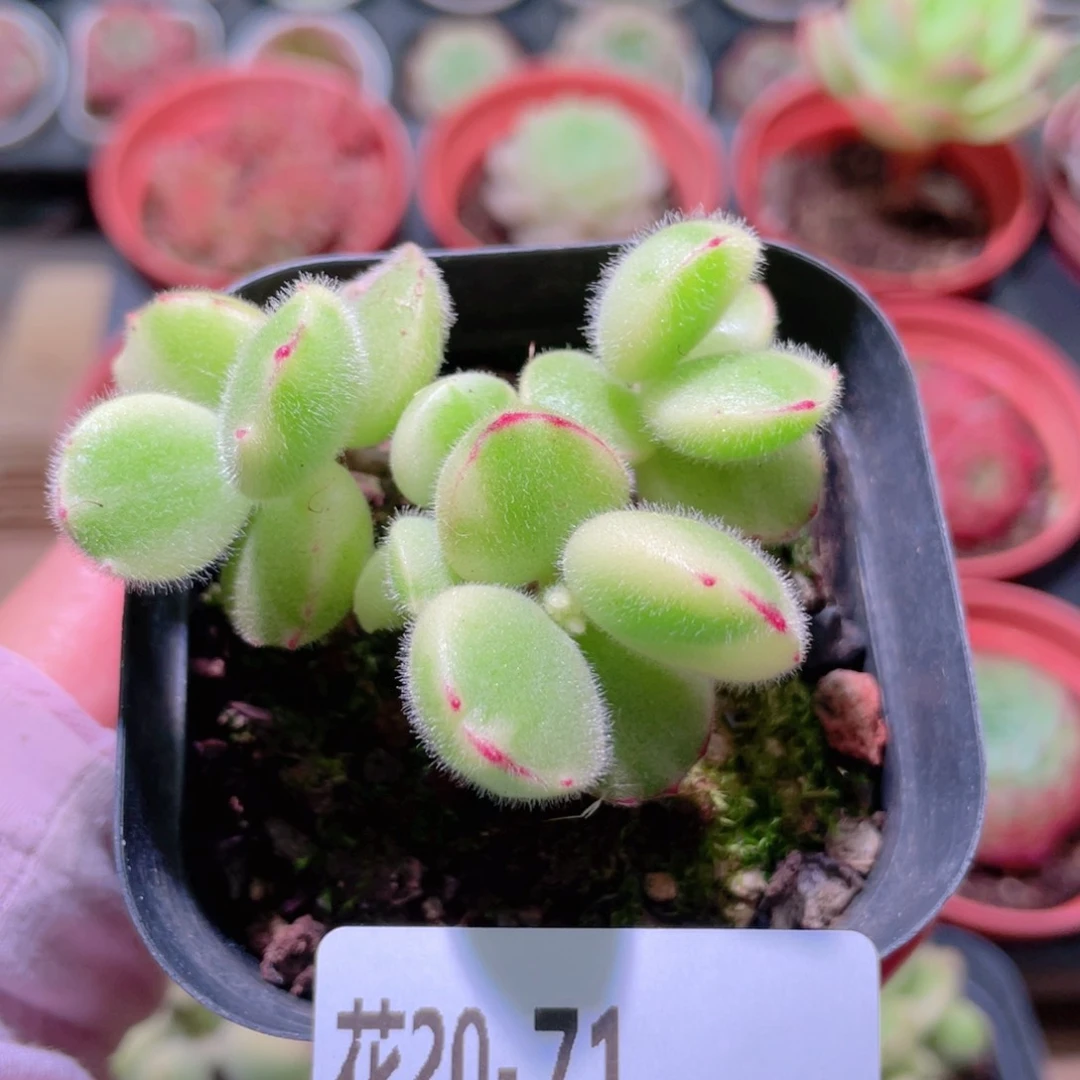 花利美20-71彩熊  不售后