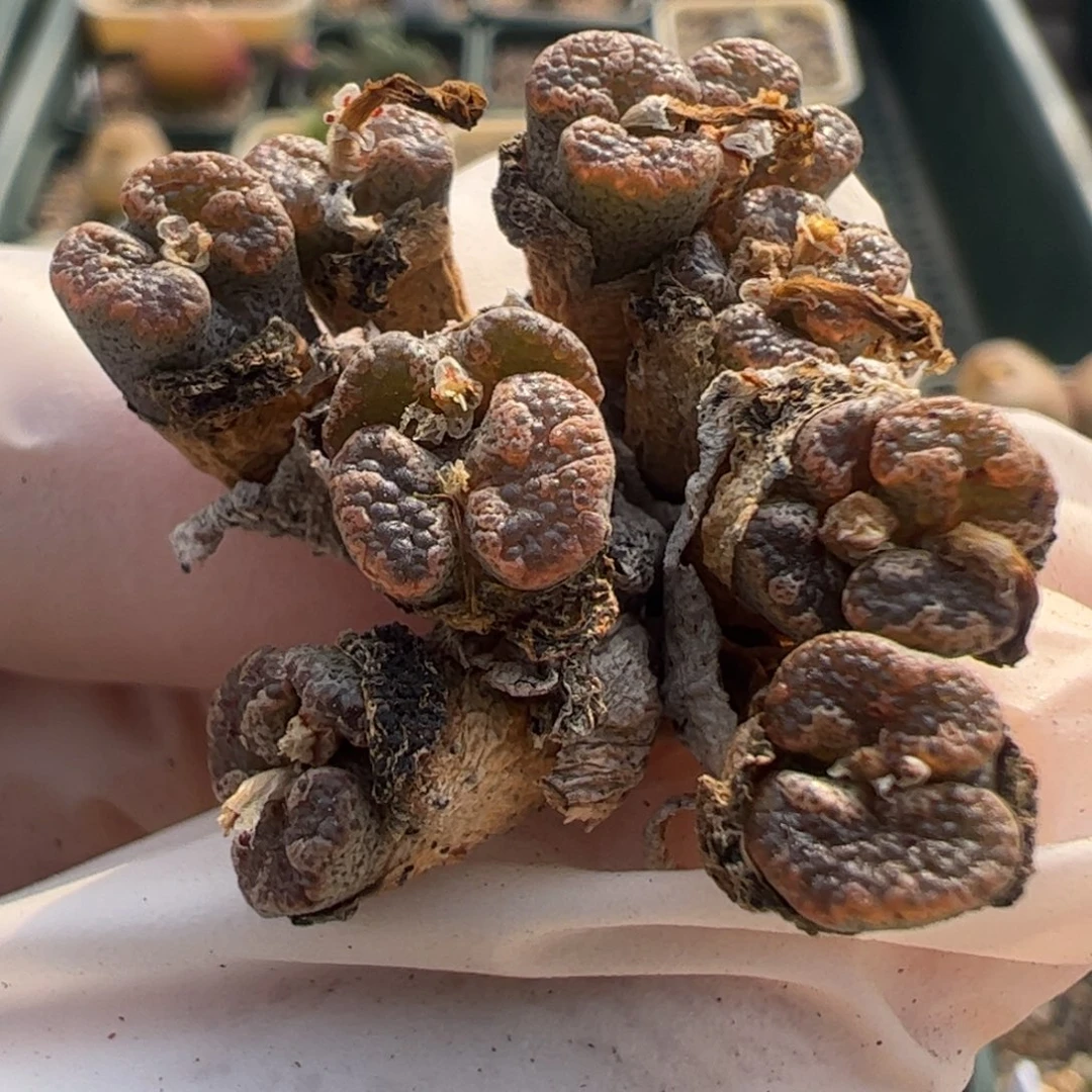 731 好看的多肉冲冲冲q