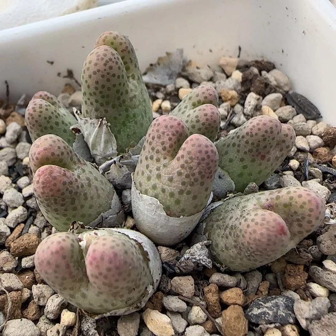 A017当天满38包邮火龙果斑马脱土